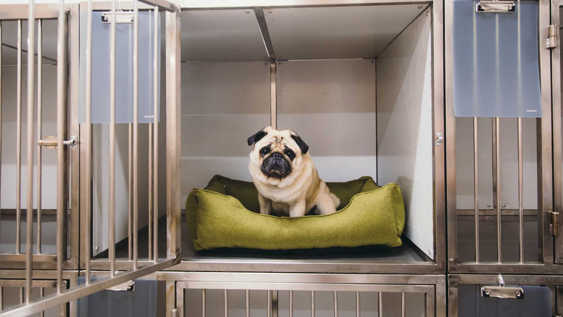 Pet care kennels 2025