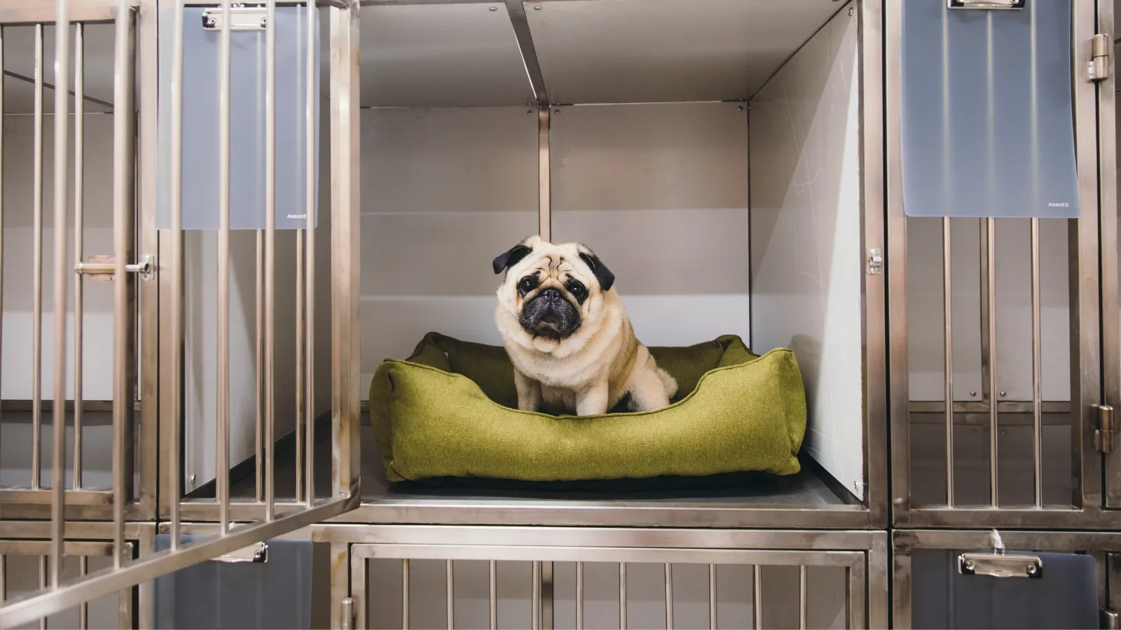 A Comprehensive Checklist for Choosing the Right Dog Hotel for Your Pet