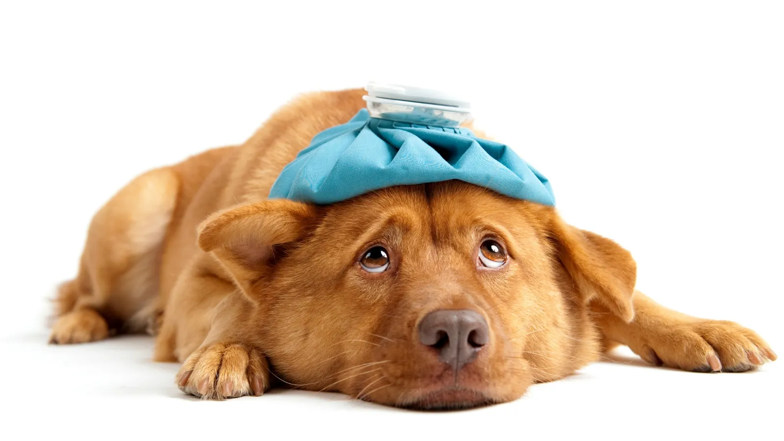 Ability to Separate Sick Dogs - Checklist for Choosing the Right Dog Hotel for Your Pet