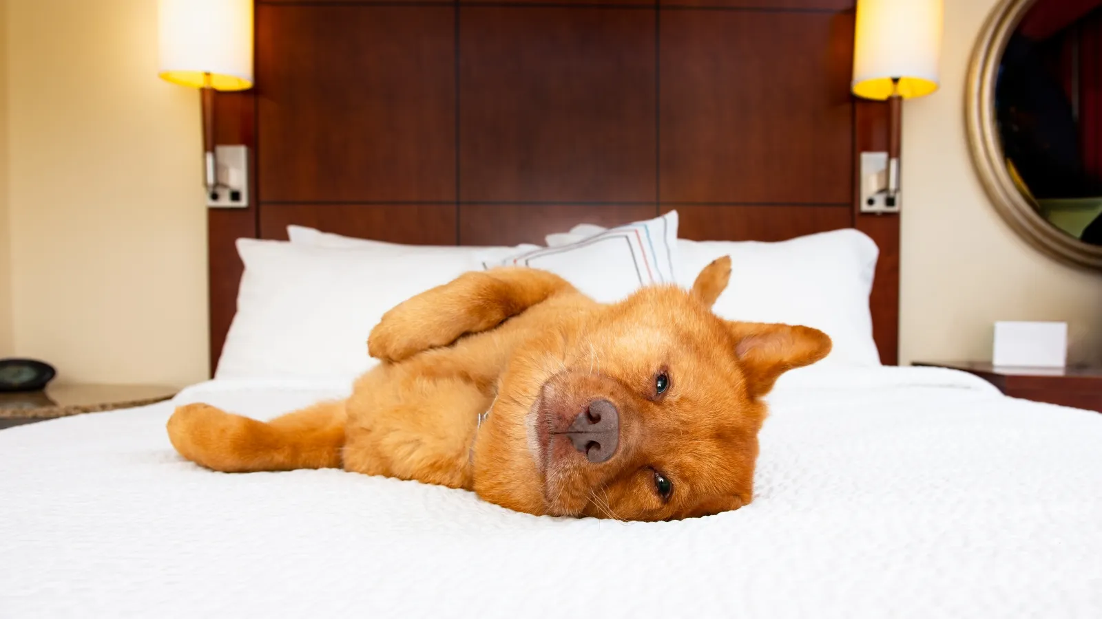 Assess the Pet Boarding Facility - Checklist for Choosing the Right Dog Hotel for Your Pet