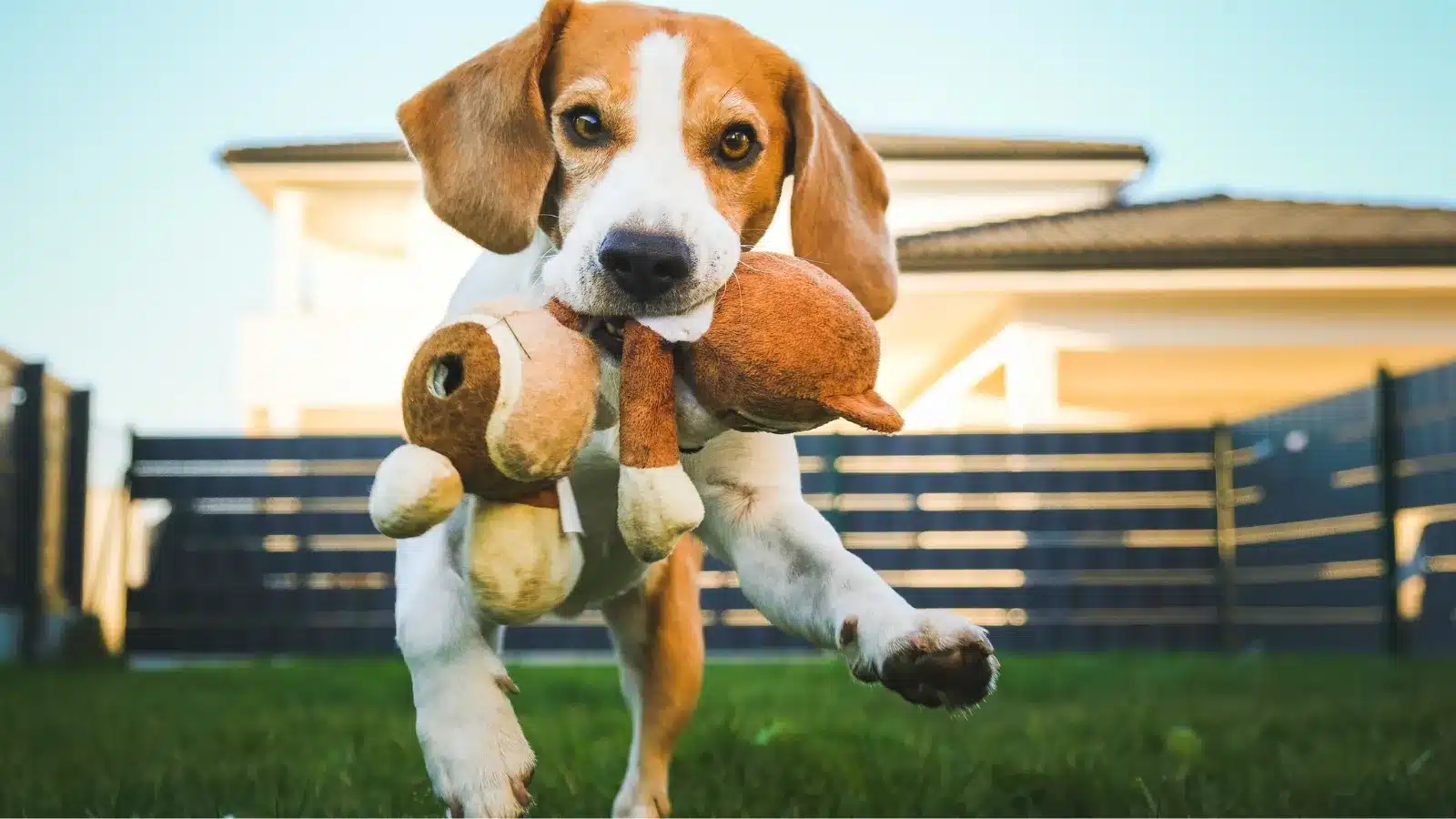 Bring Necessary Items - Dog Hotel Etiquette