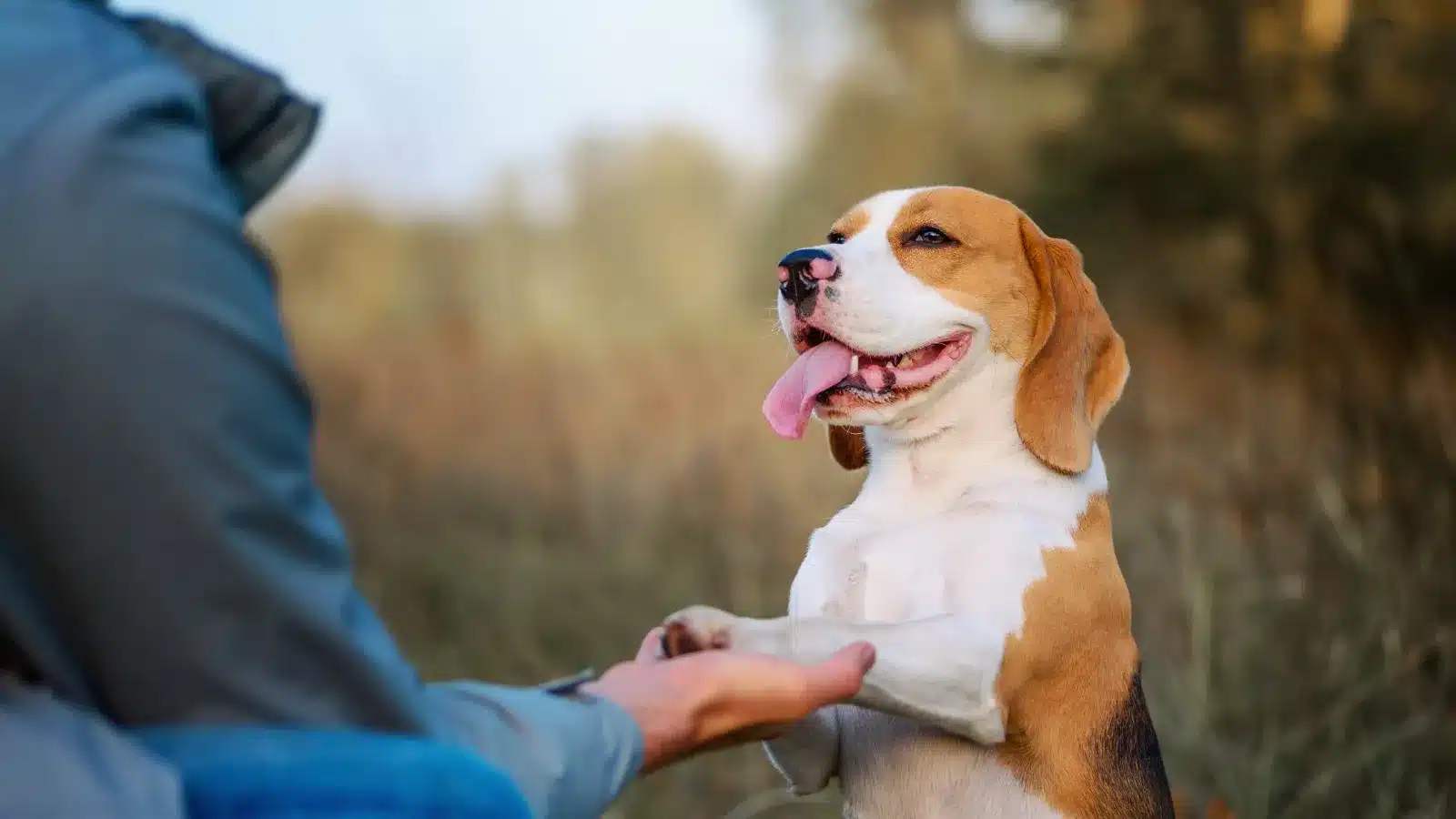 Communicate With Staff - Dog Hotel Etiquette