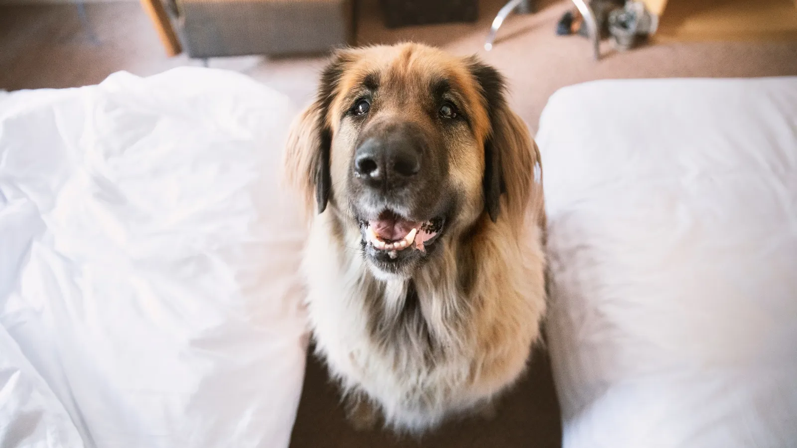 Dog Hotel Etiquette Essential Tips for First-Time Boarders