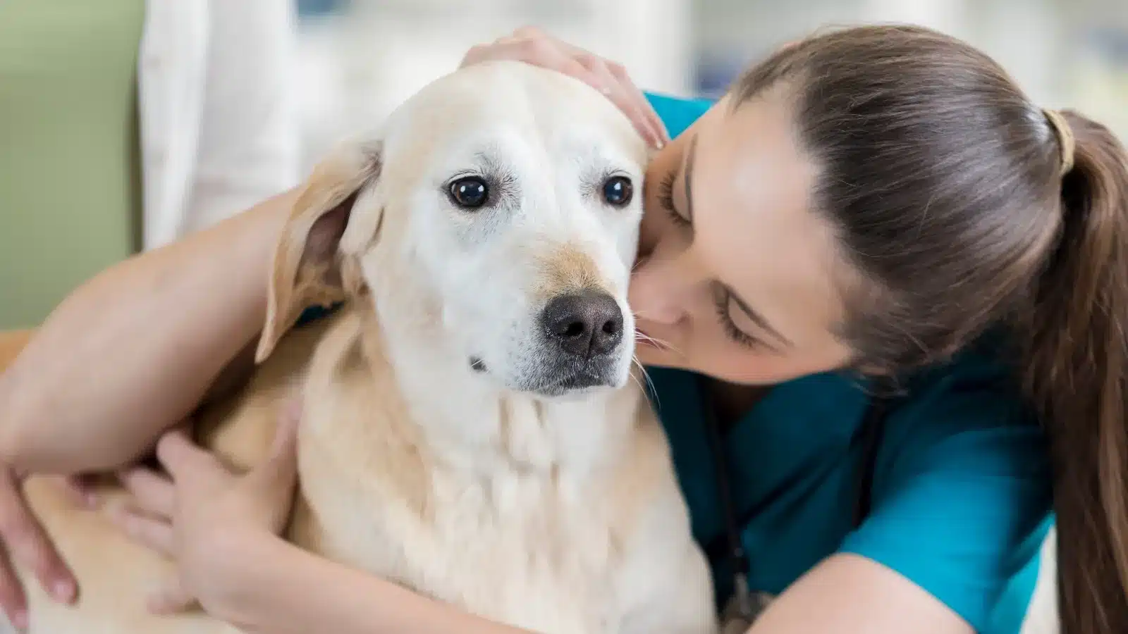 Ensuring a Safe and Secure Environment for Dog Daycare