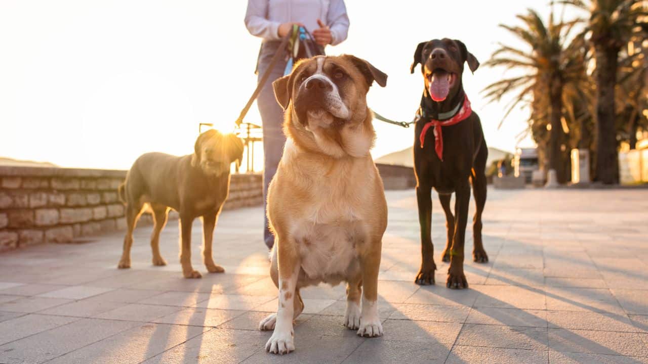 How Dog Hotels Enhance Your Pet's Experience through Socialization