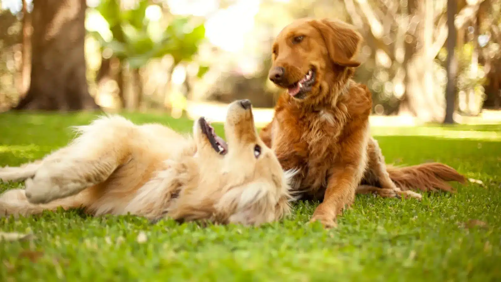 Offering Stimulating Activities and Time with Other Dogs