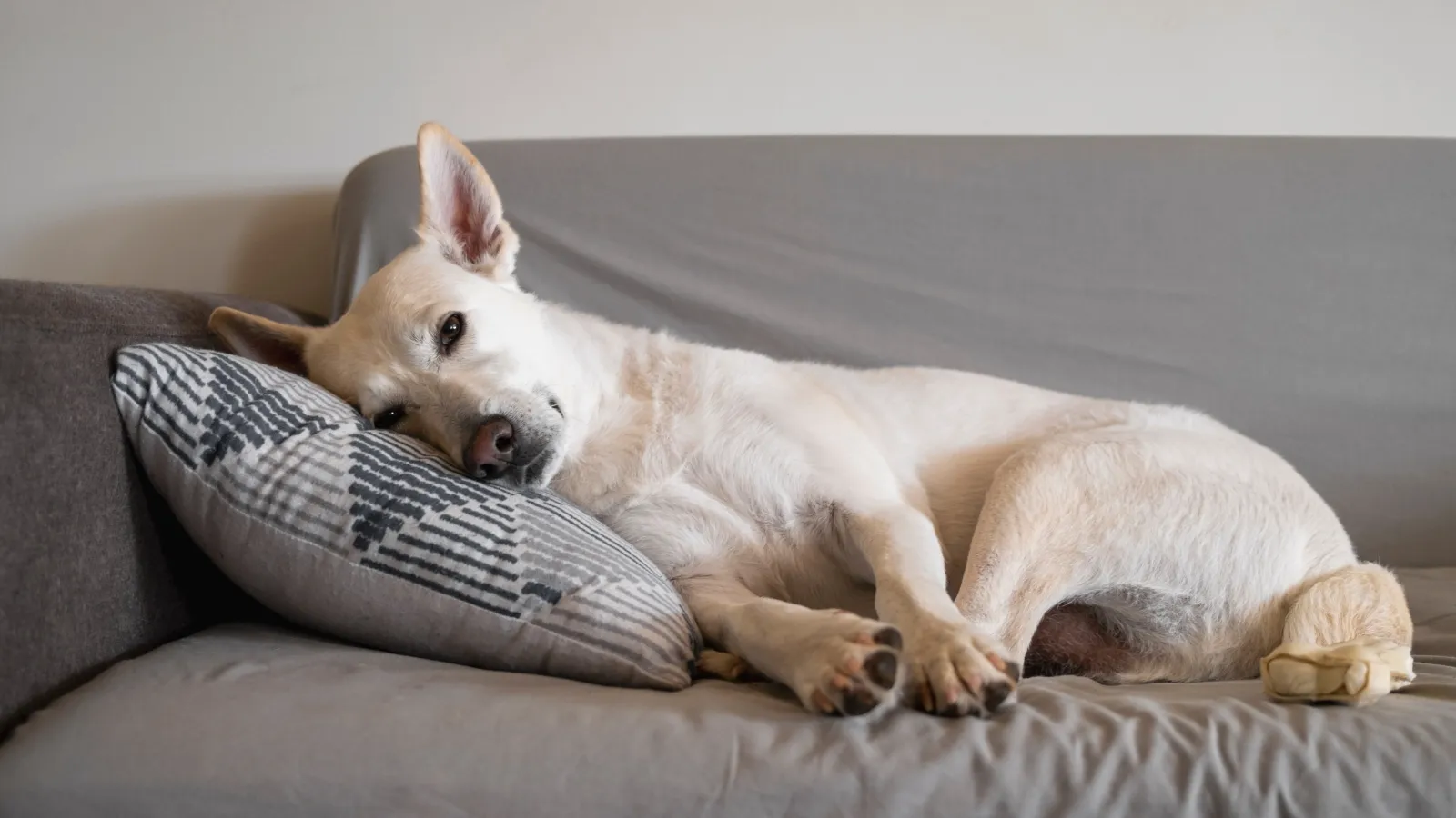 Providing Comforting Amenities - Dog Hotel Activities
