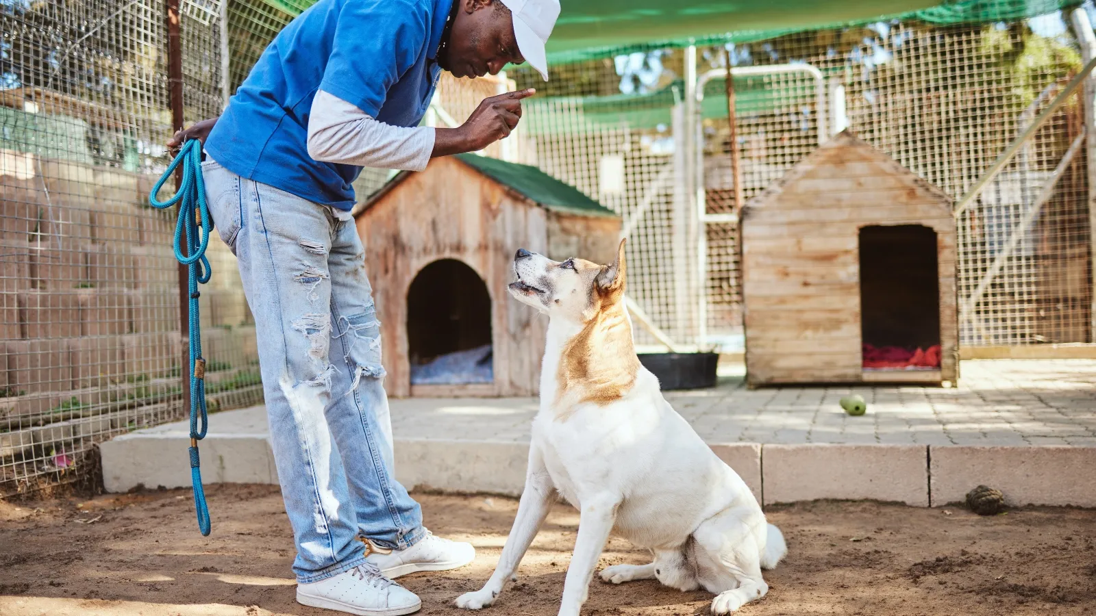 Providing a Professional Dog Trainer