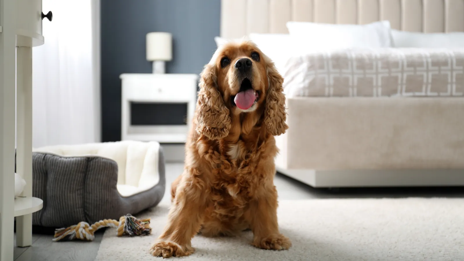 Research Services Offered - Checklist for Choosing the Right Dog Hotel for Your Pet