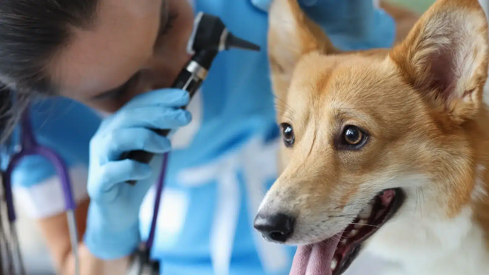 Sanitizing and Health Care of Dog Hotel Facilities