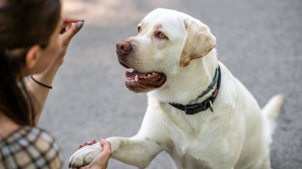 The Impact of Socialization in Dog Hotels