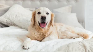 The Importance of Safety and Cleanliness in Dog Hotels