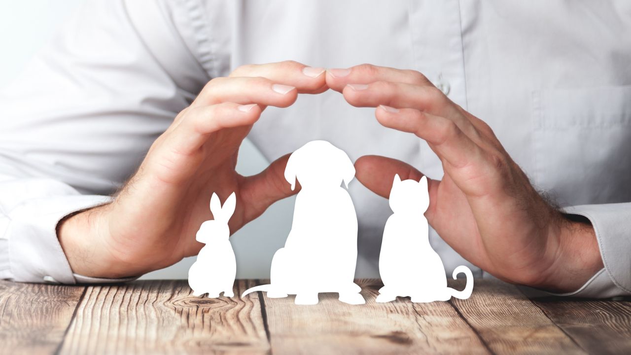 The Path to Becoming Certified in the Pet Care Industry