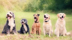 The Role of Socialization in Dog Hotels Enhancing Your Pet's Experience