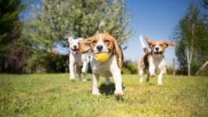 How to Create a Dog-Friendly Garden: A Safe and Fun Outdoor Space