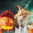 Halloween Dog with Halloween Treats