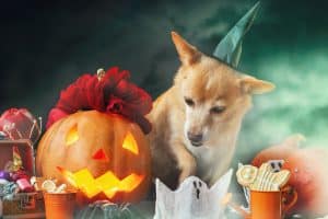 Halloween Dog with Halloween Treats