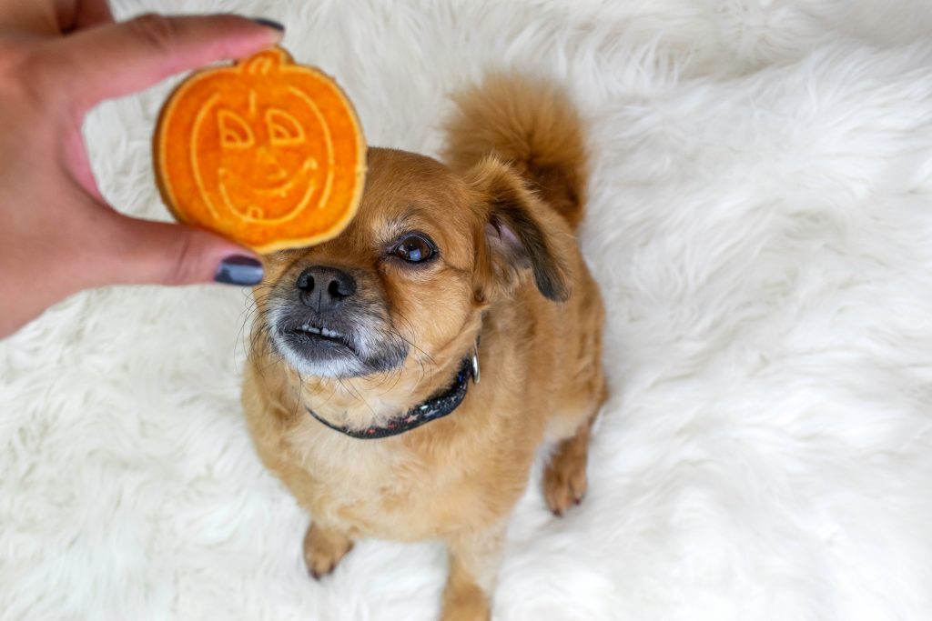 Halloween dog treats