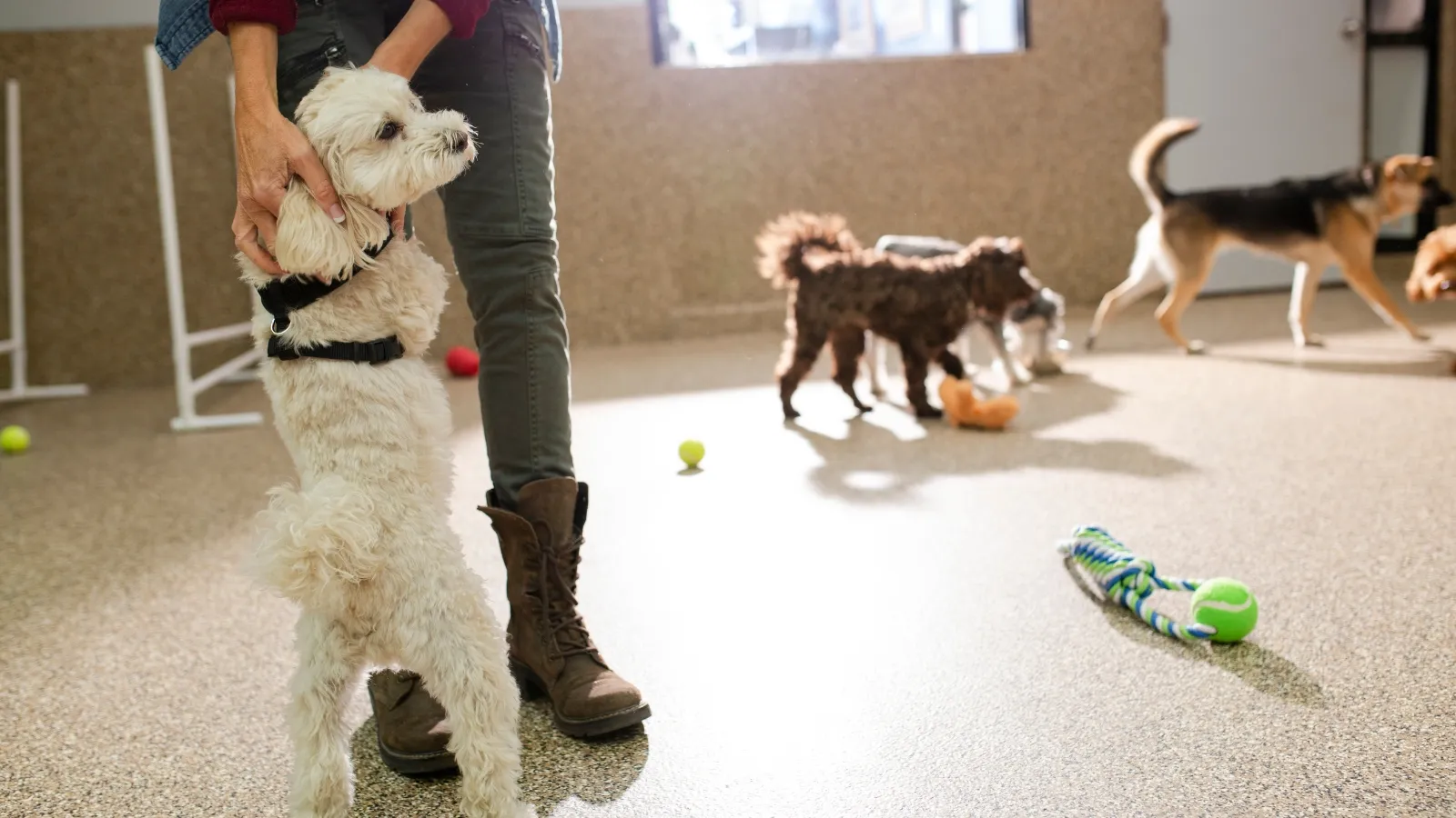 Benefits of Dog Daycare for Busy Owners