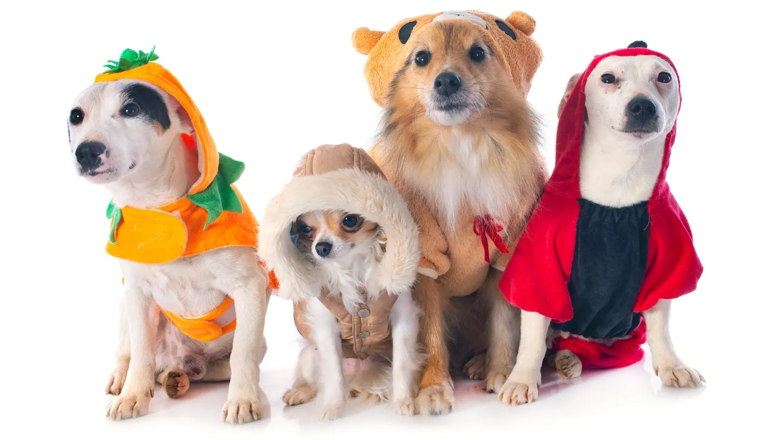 Care and Maintenance of Fall Dog Clothes