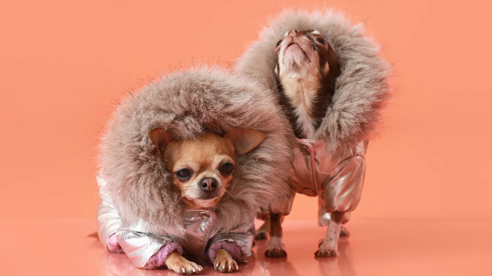 Considerations for Dog Comfort and Safety in Fall Fashion