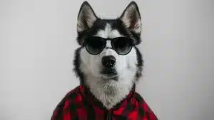 Dog Fashion for Fall