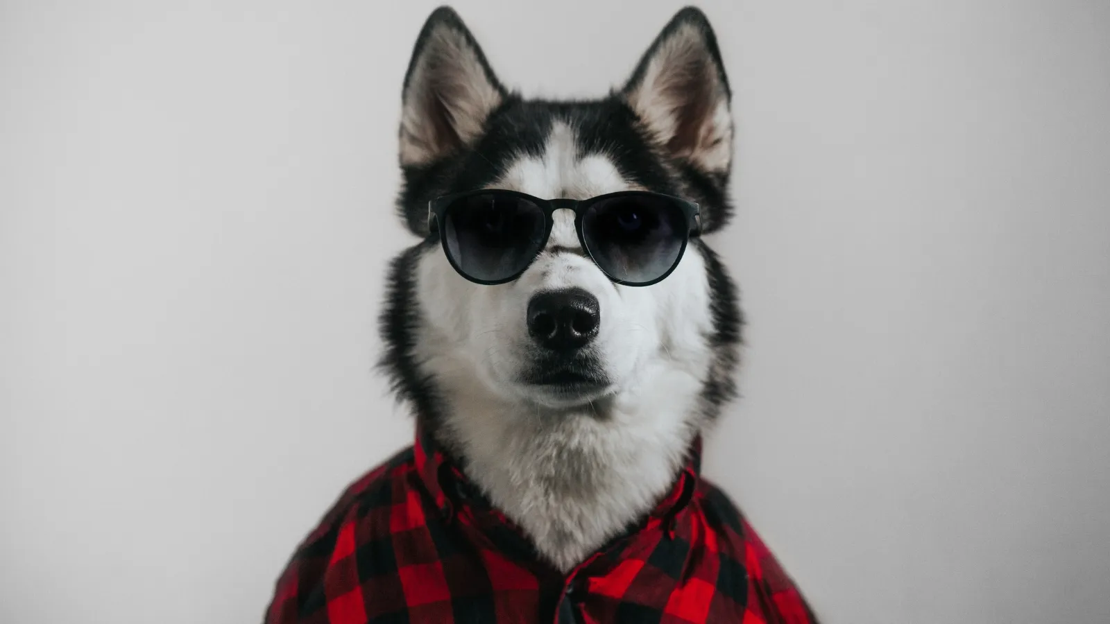 Dog Fashion for Fall