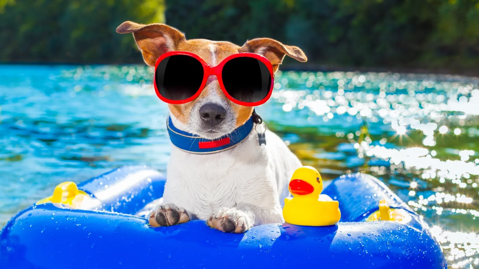 Dog Pool and Play: An Example of Tech-Enhanced Amenities
