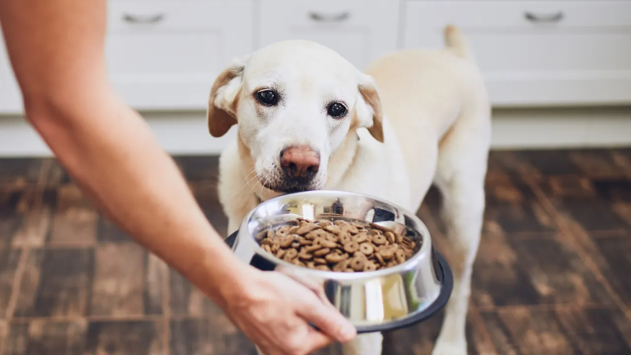 How Dog Hotels Manage Diet Restrictions