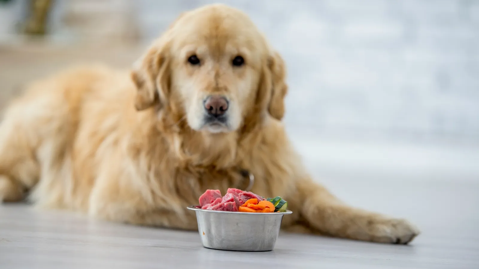 Making Thanksgiving a Joyous Occasion for Your Dog