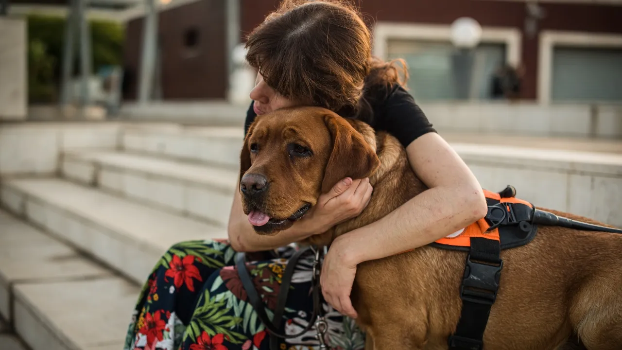 Services Offered by Dog Hotels for Dogs with Special Needs