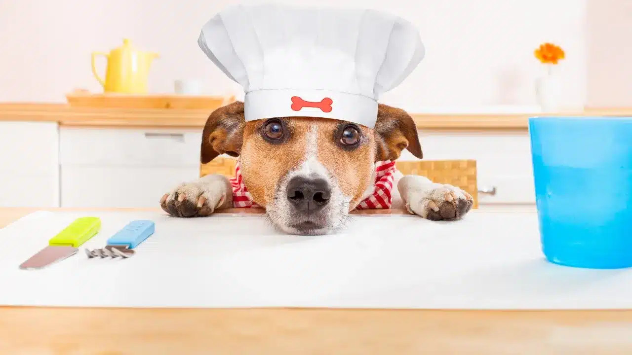 The Future of Dog Hotels and Special Needs Catering