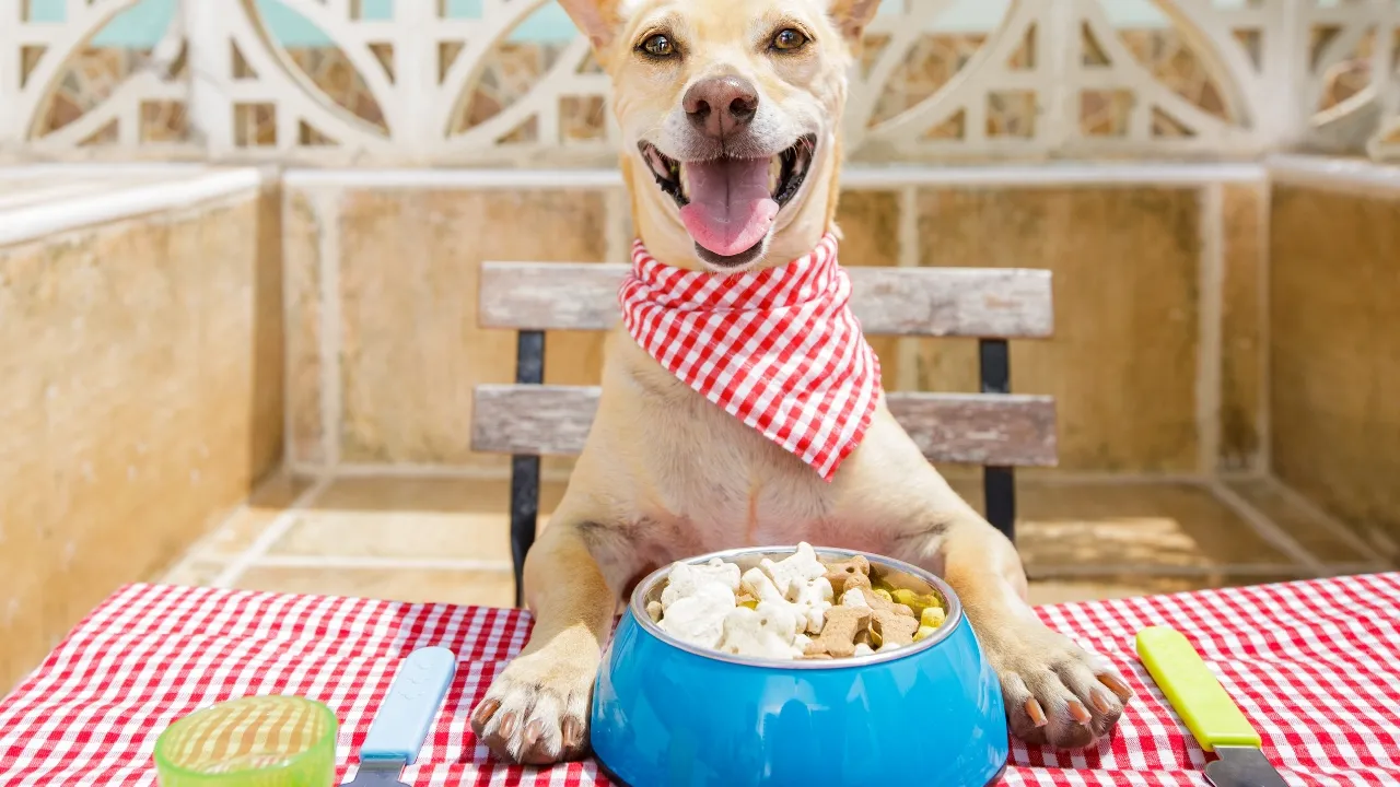 The Importance of Catering to Special Needs and Diet Restrictions in Pet Hotels