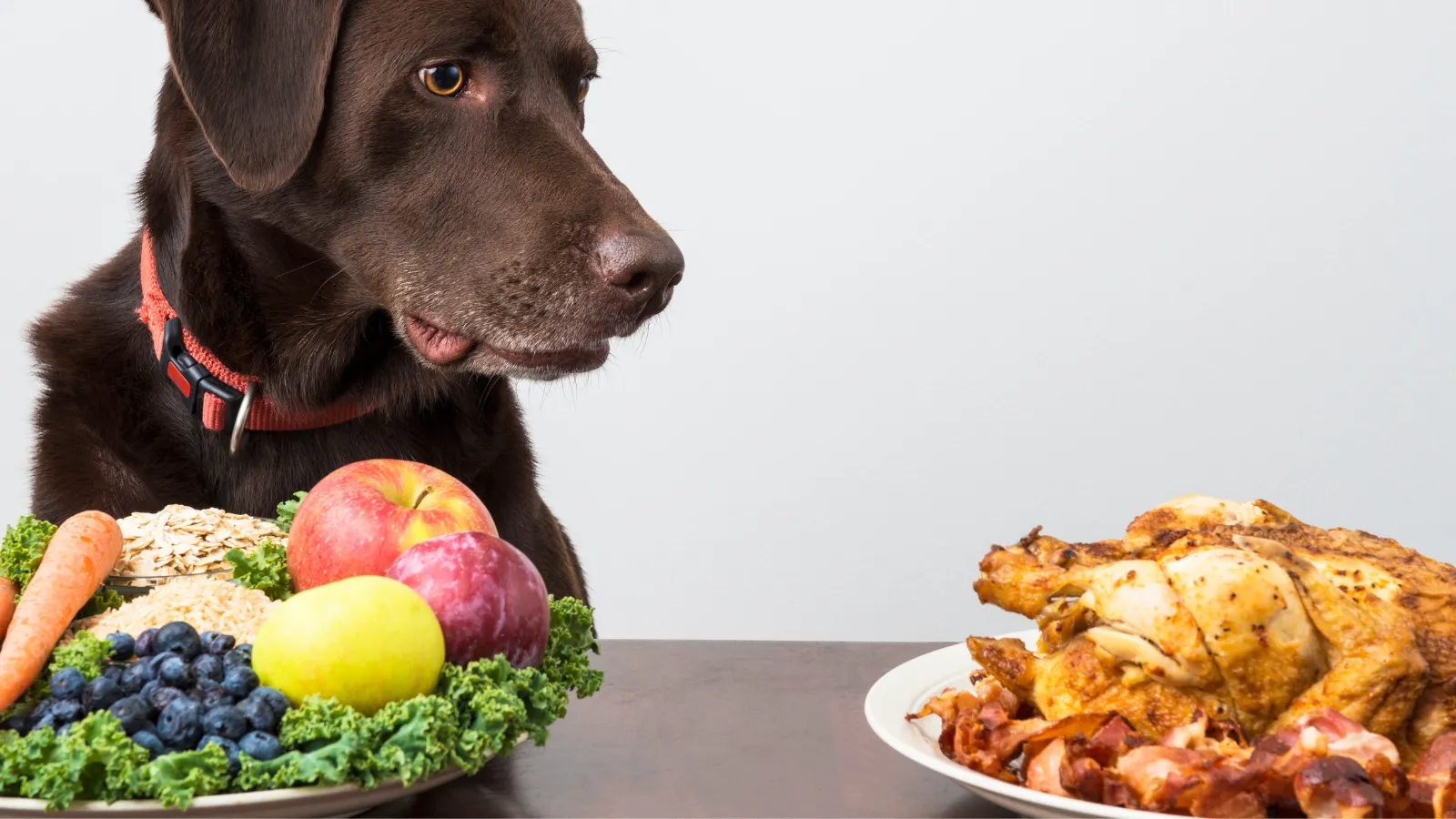 Top 5 Thanksgiving Dog-Friendly Recipes