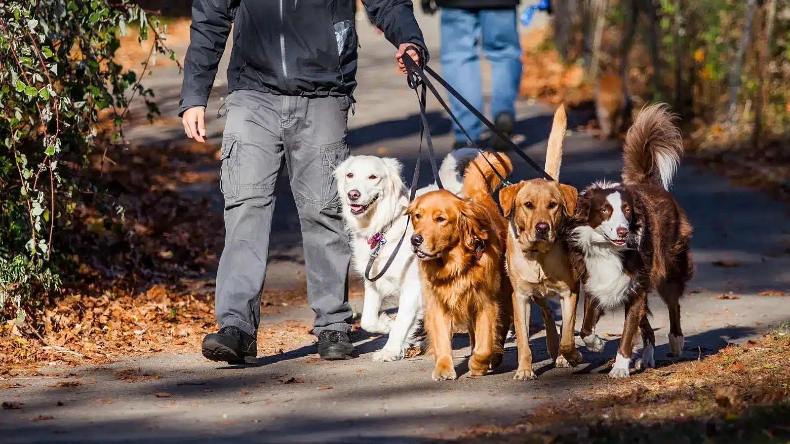 Top-Rated Dog Daycare Centers in West Palm Beach, FL