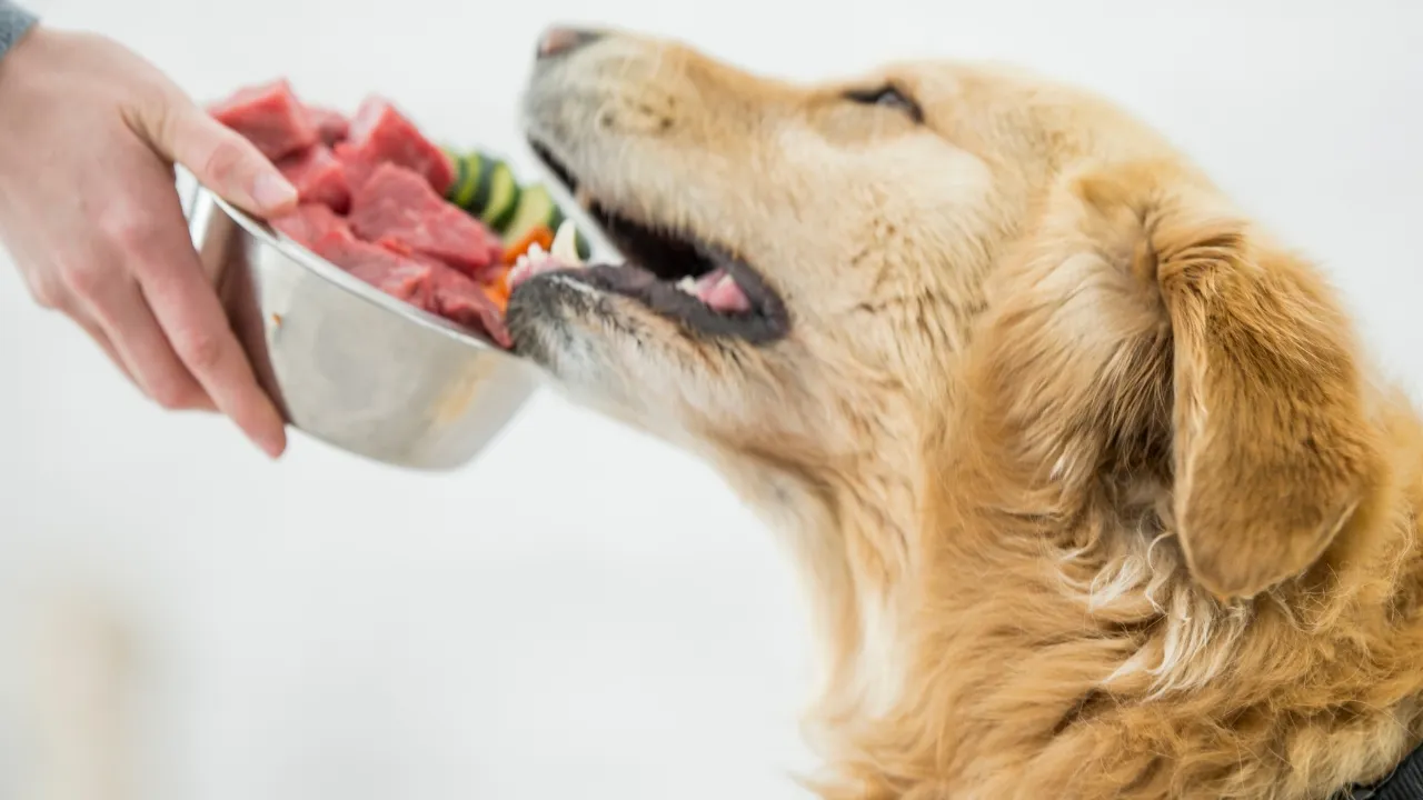 Understanding Special Needs and Dietary Restrictions in Dogs