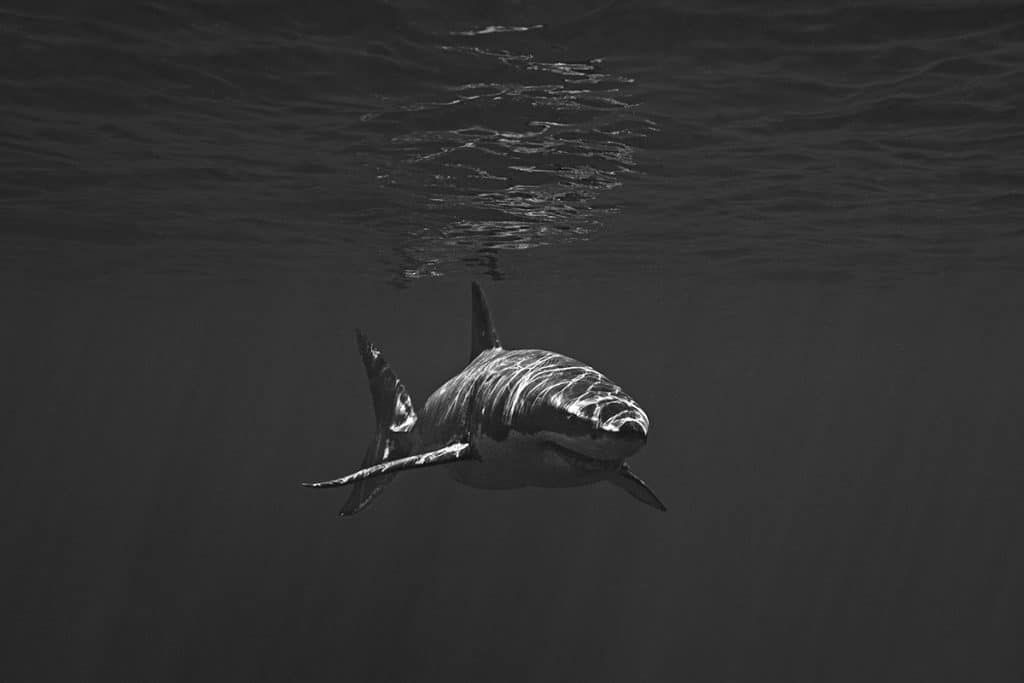 Great White Story