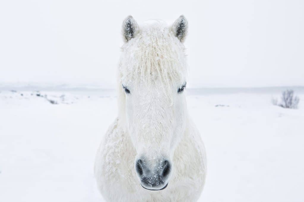 White Horse Story