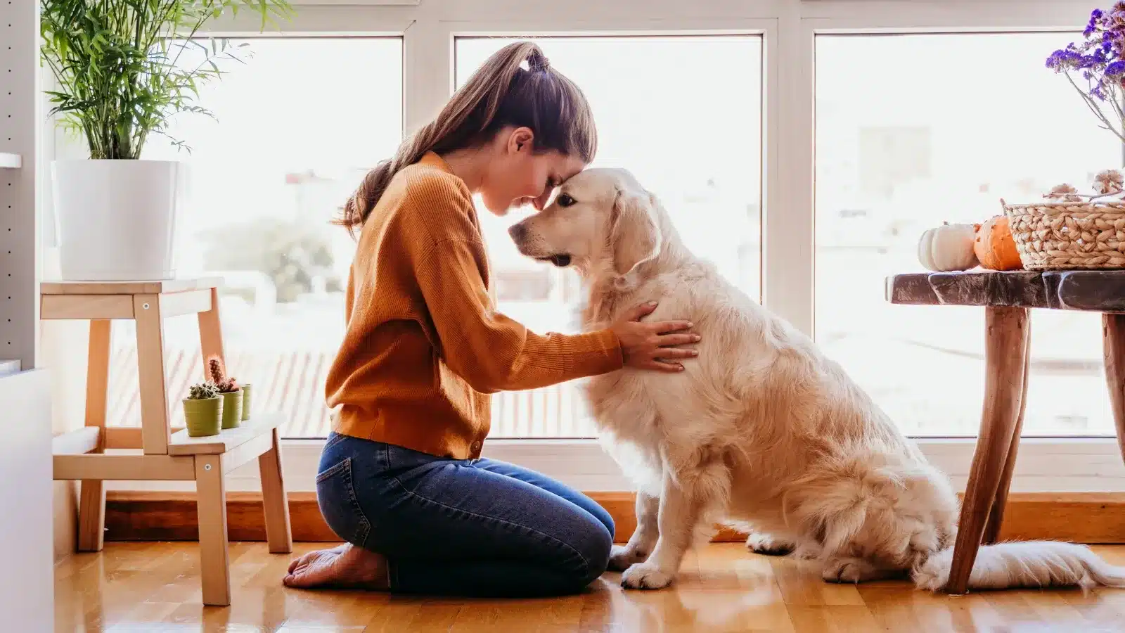 Pet Sitter: Ensuring Your Dog's Comfort and Well-being