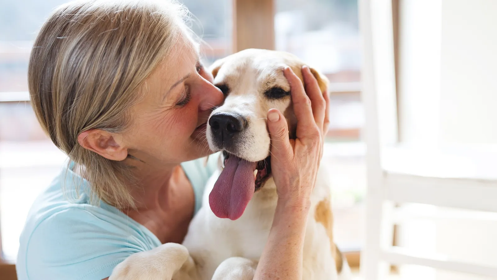 Calmer Temperament - Adopting a Senior Dog