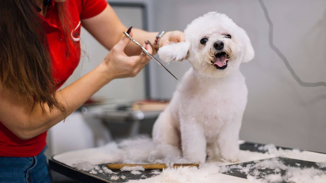 Grooming - Very Important Paws