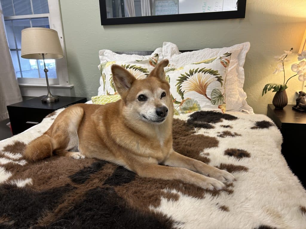 Our Dog Hotel