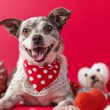 Valentine's Day Ideas For Your Dog