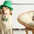 Best Ideas for Celebrating St. Patrick's Day with Your Dog