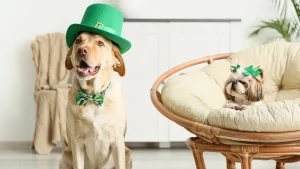 Best Ideas for Celebrating St. Patrick's Day with Your Dog