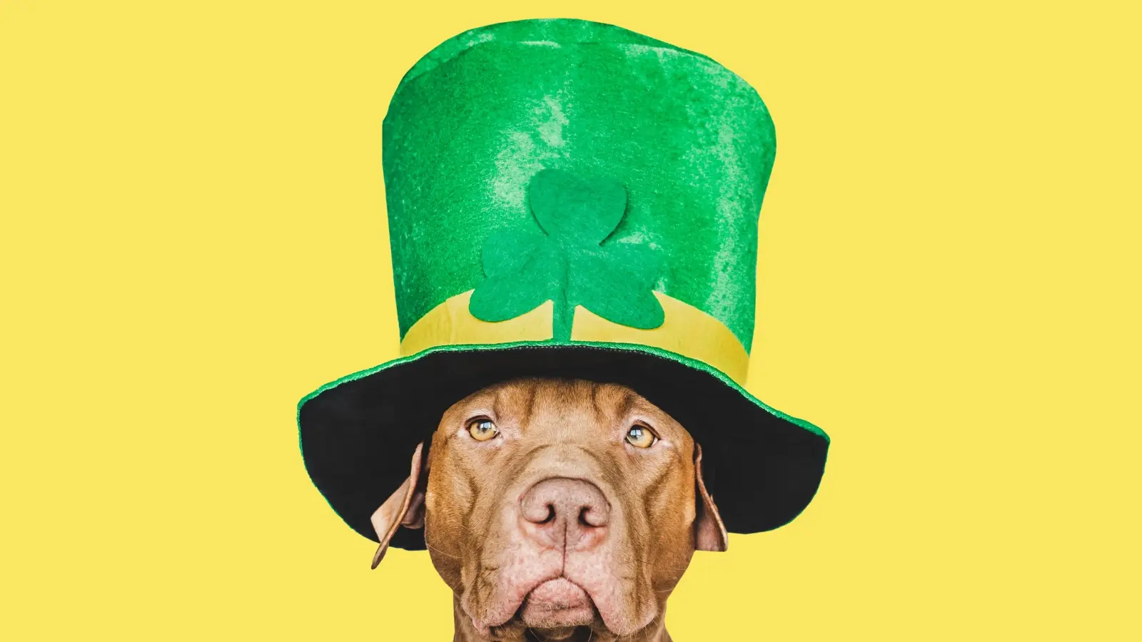 Celebrate St. Patrick's Day Parade with your Furry Friend