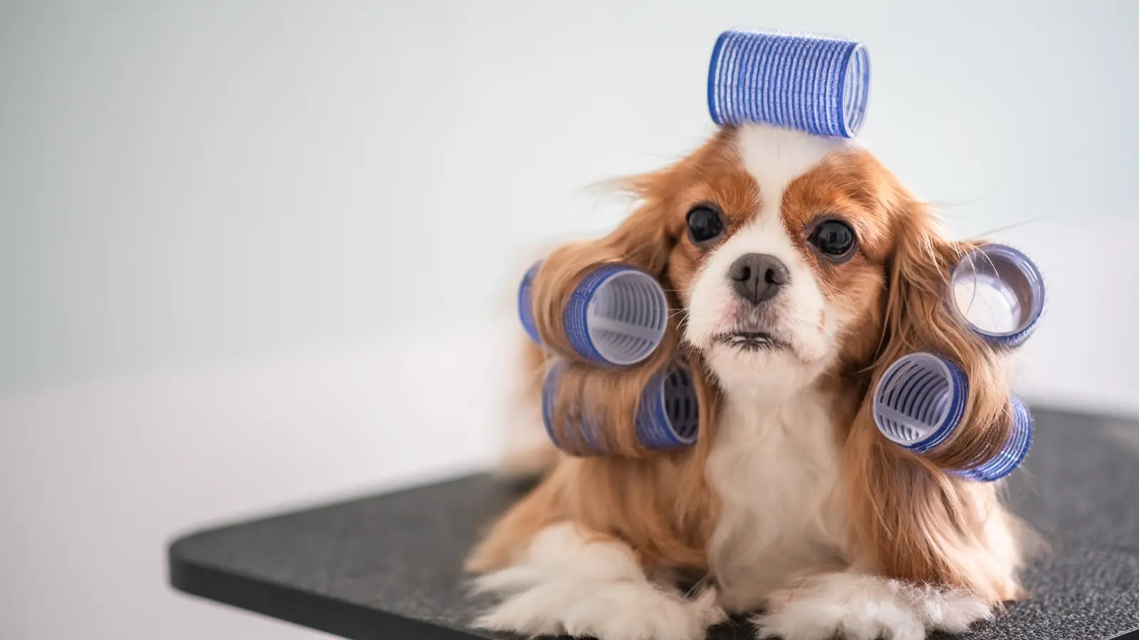 Grooming the Dog