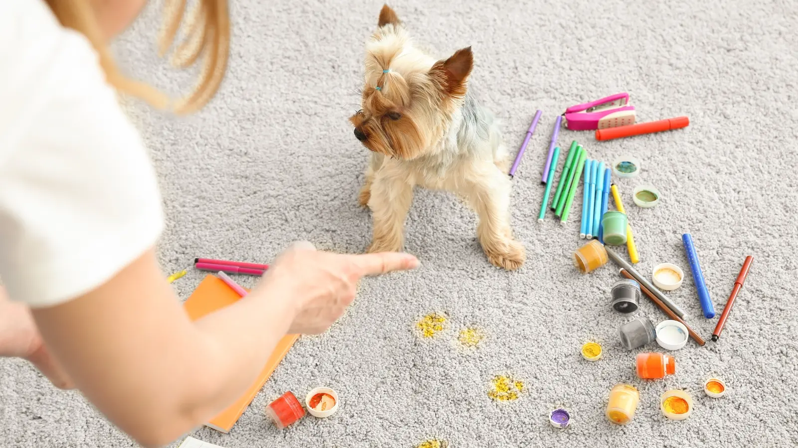 Organizing Dog Supplies, Treats, and Toys