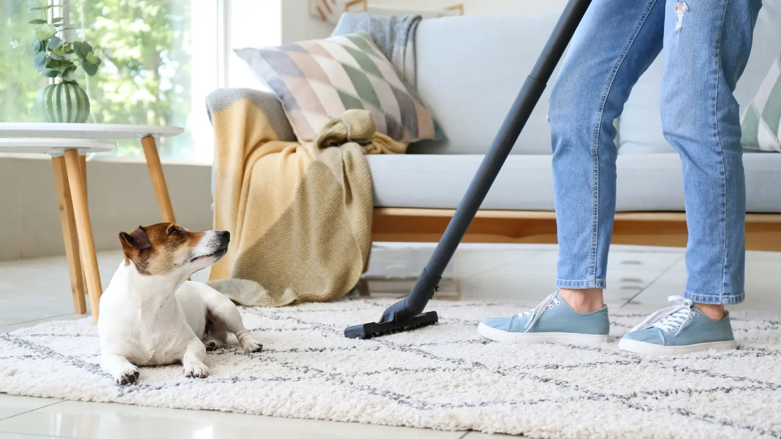 Spring Cleaning Tips for Tackling Pet Hair, Odors, and Stains