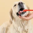 Spring Cleaning for Dog Owners